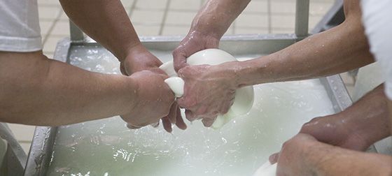Produzione mozzarella di bufala.