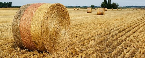 Razione alimentare per le bufale